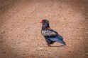 120 Zambia, South Luangwa NP, bateleur